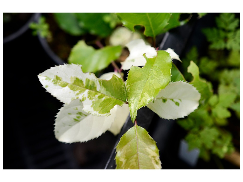 ITEA ILICIFOLIA 'AOBA'