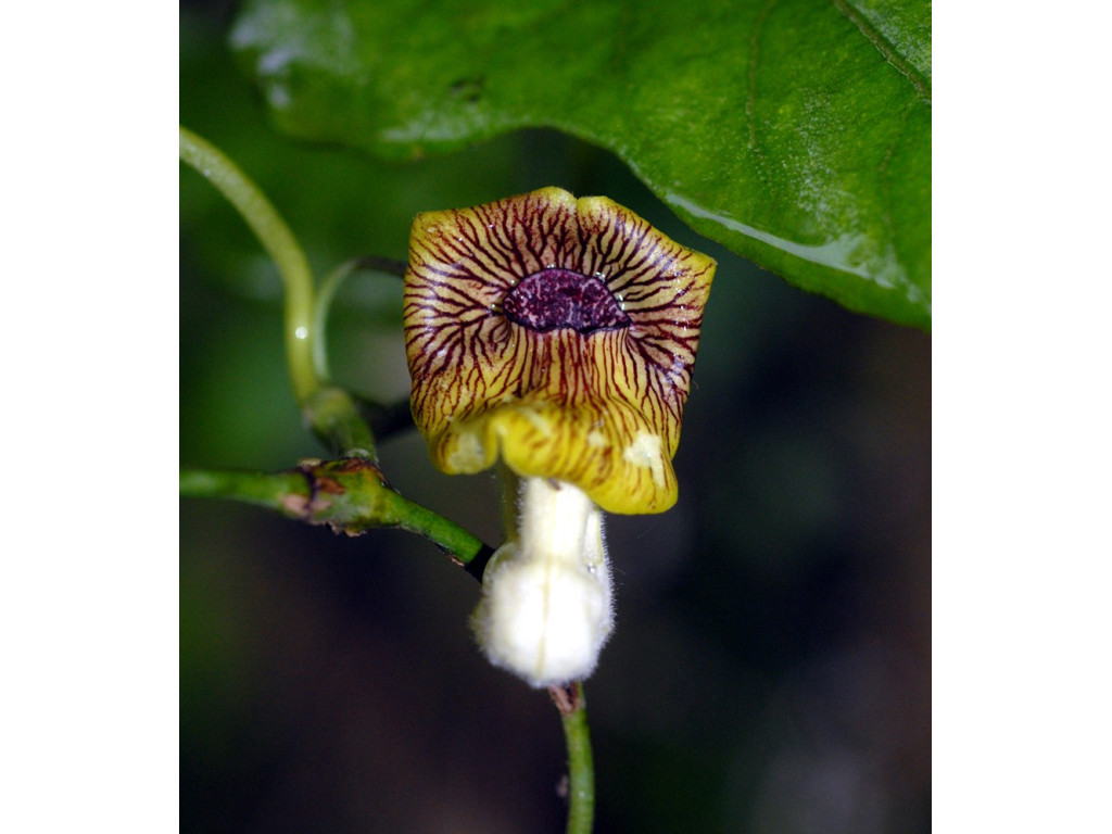 copy of ARISTOLOCHIA KAEMPFERI CBJP930