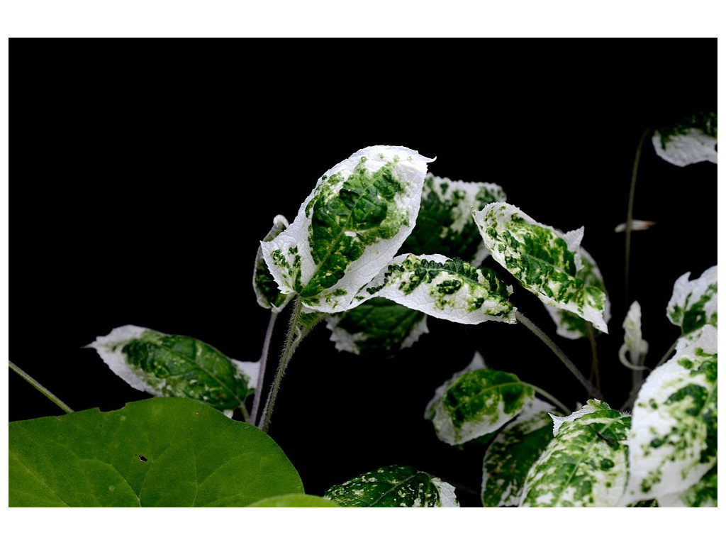 SALVIA NIPPONICA 'FUJI SNOW'