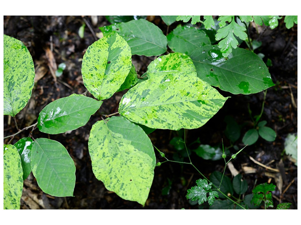 SAPIUM JAPONICUM 'ARMAND DAVID'