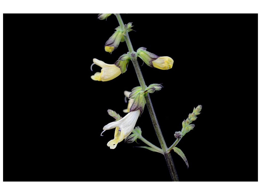 SALVIA OMEIANA