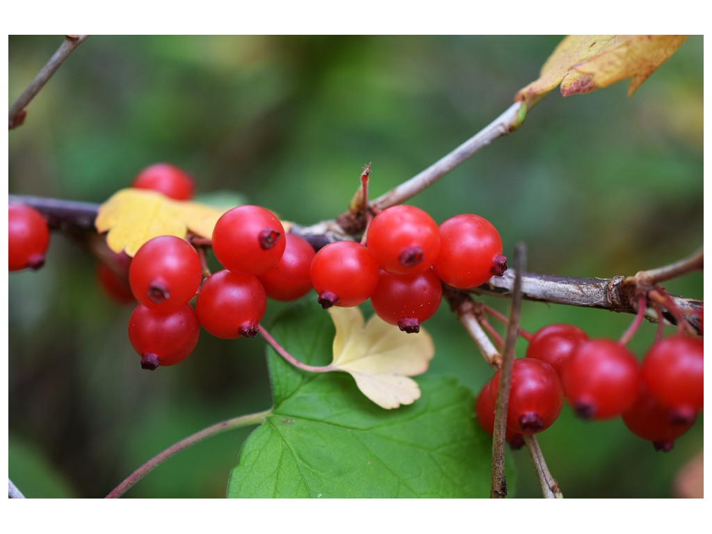 RIBES FASCICULATUM var.CHINENSE KR3432