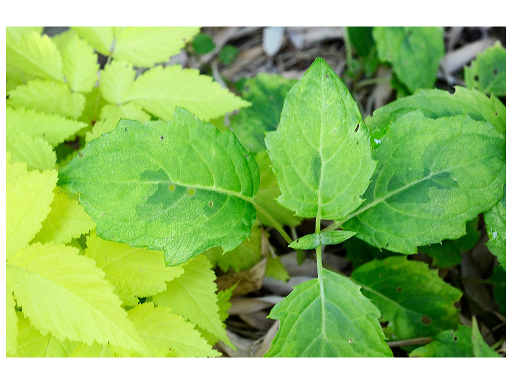 KIRENGESHOMA PALMATA 'KIMIDORI'