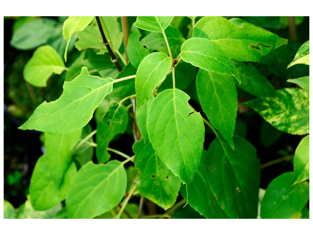 SCHIZOPHRAGMA aff.MEGALOCARPA 085M052