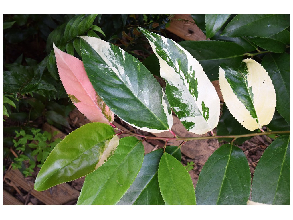 PRUNUS ZIPPELIANA 'YUKI SHIROFU'