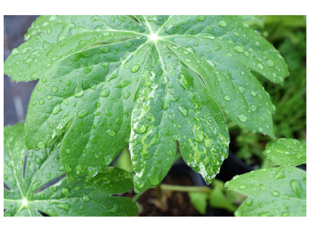 PODOPHYLLUM PELTATUM 'VARIEGATA'