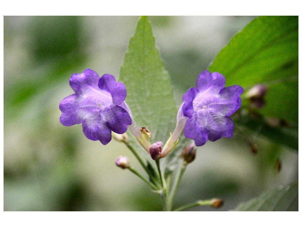 STROBILANTHES FORMOSANA CMBTW