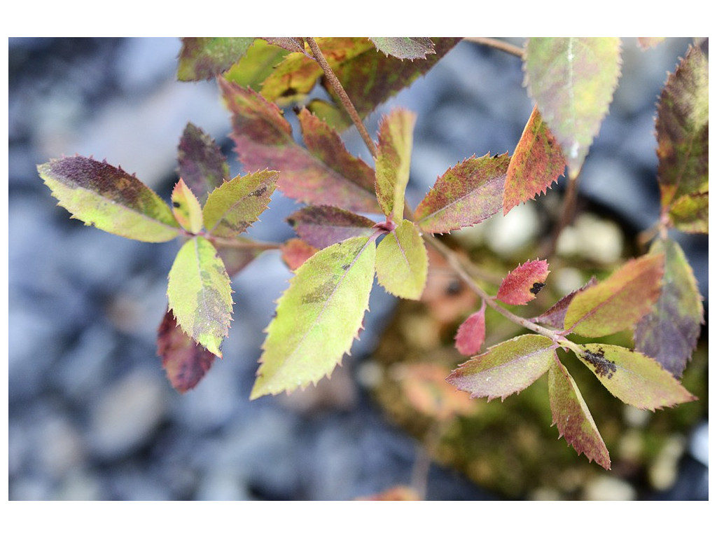 CLETHRA BARBINERVIS 'HUBUKI'