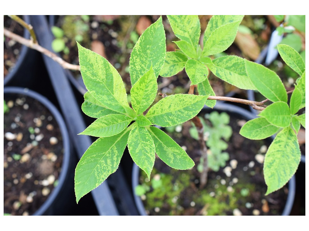 copy of CLETHRA BARBINERVIS 'HUBUKI'