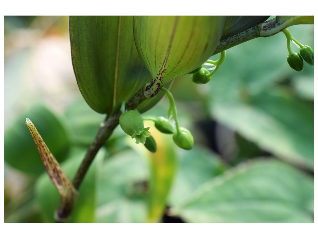 POLYGONATUM MENGTZENSE