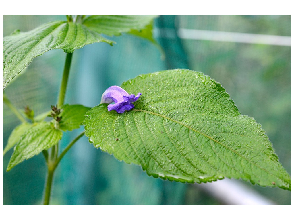 STROBILANTHES 'BLUE LIPS'