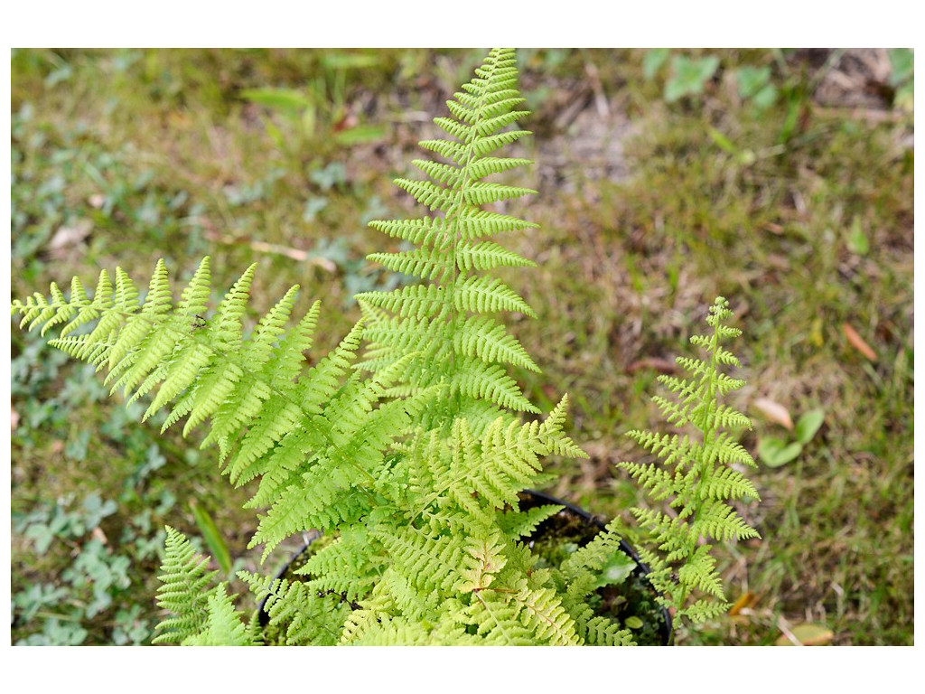 THELYPTERIS NOVEBORACENSIS