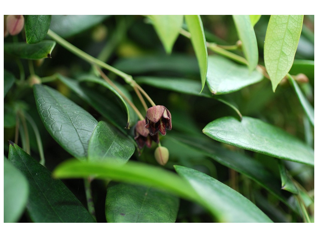 HOLBOELLIA CORIACEA