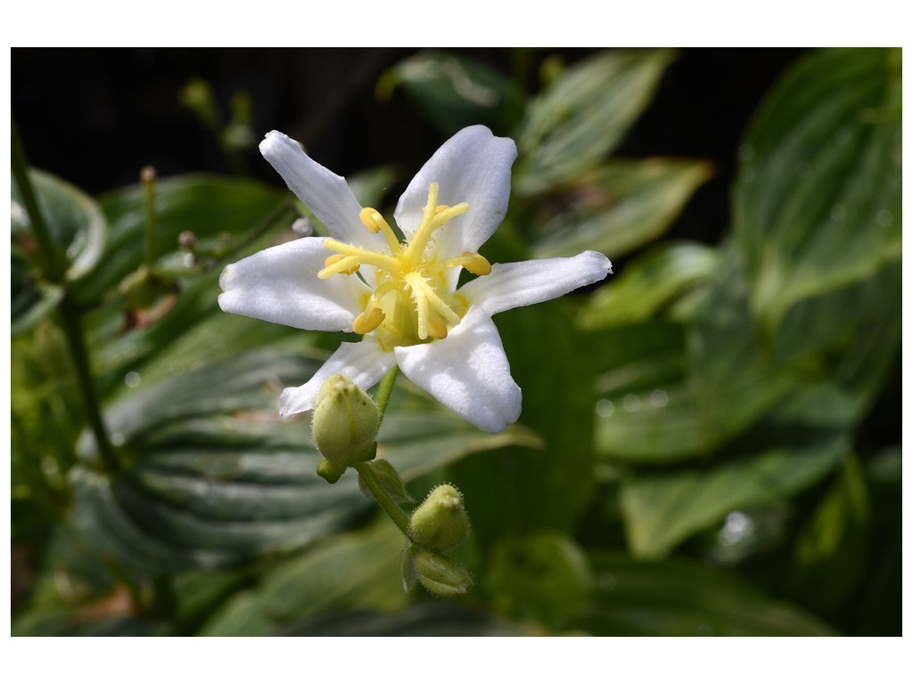 TRICYRTIS HIRTA 'ALBA'