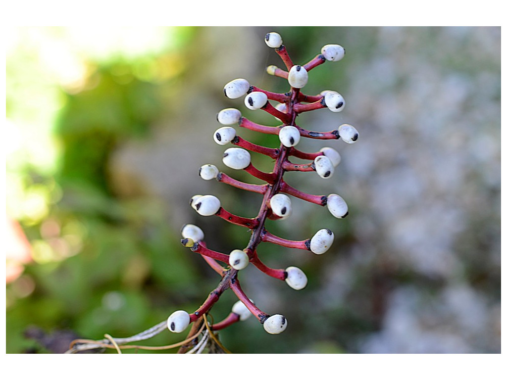 ACTAEA PACHYPODA 'MISTY BLUE'