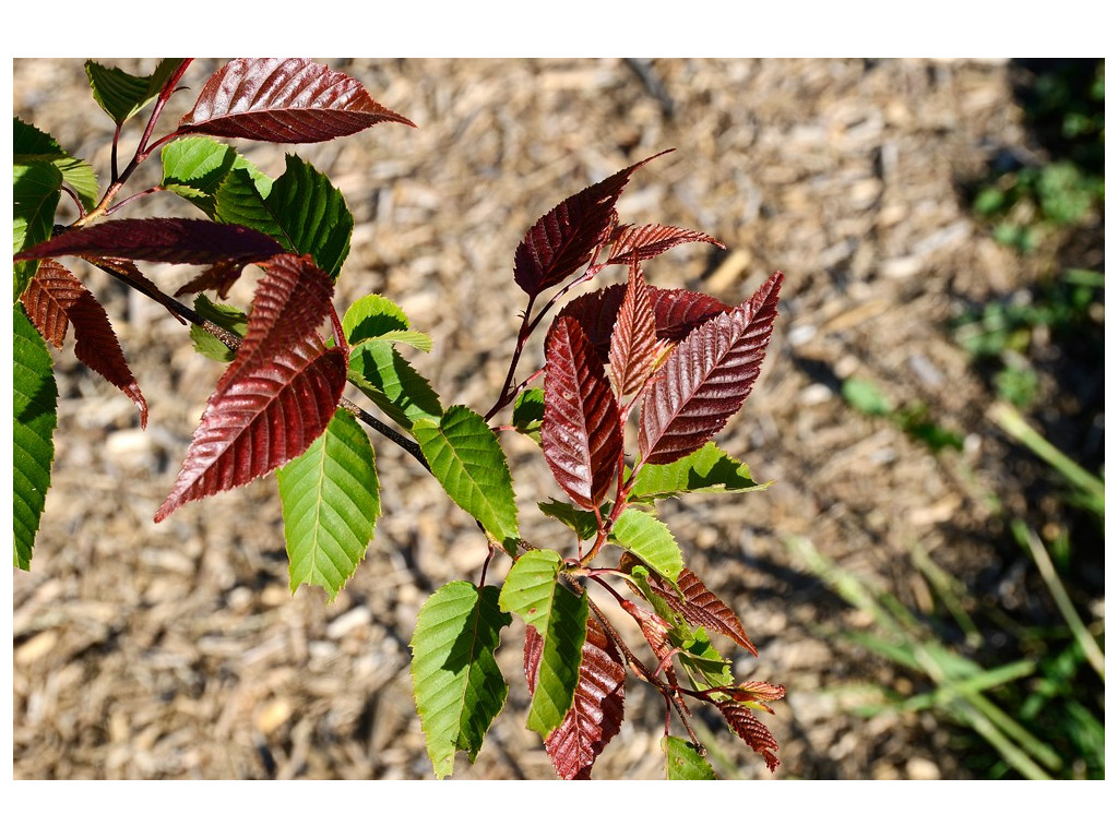 CARPINUS POLYNEURA