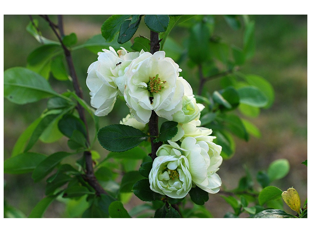 CHAENOMELES SPECIOSA 'KINSHIDEN'