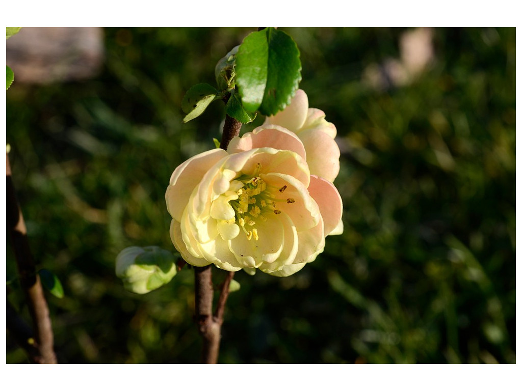 CHAENOMELES SPECIOSA 'CAMEO' CHAENOMELES SPECIOSA 'CAMEO'