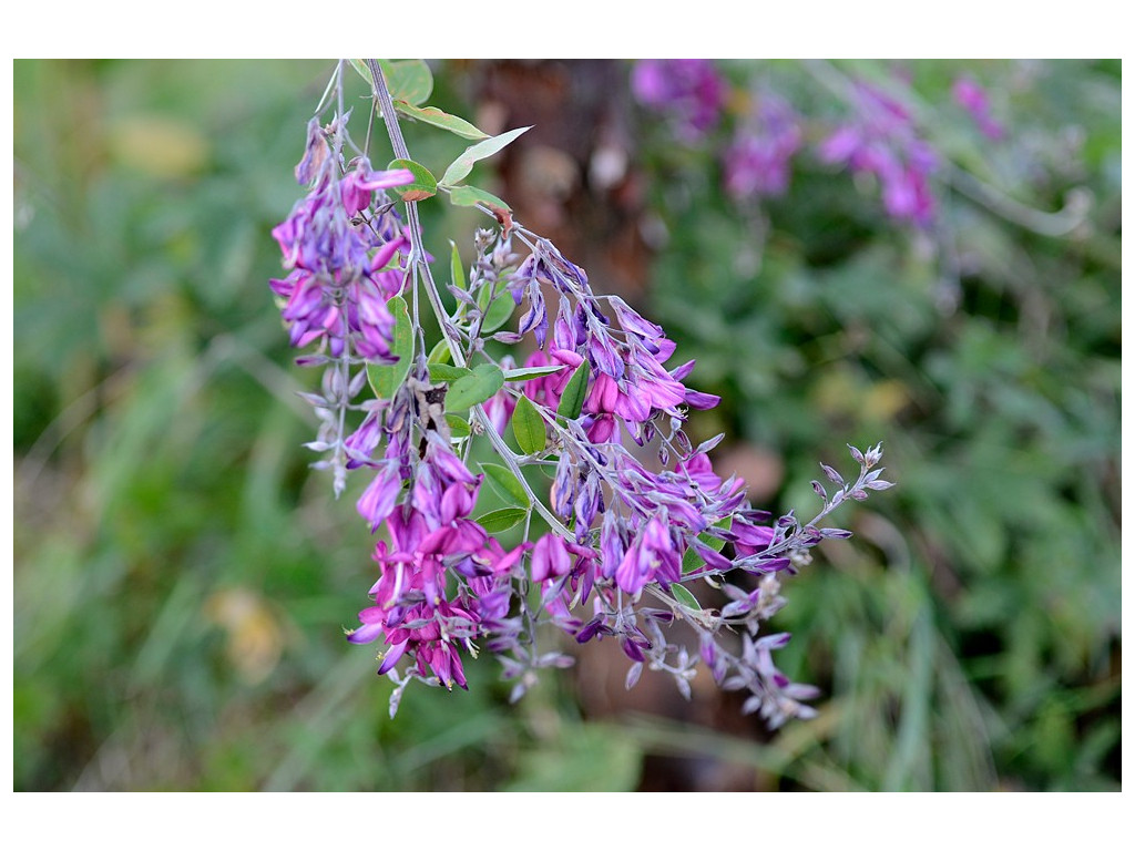 LESPEDEZA THUNBERGII 'GIBRALTAR'