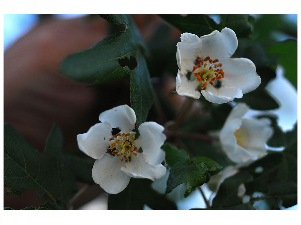 MALUS TRILOBATA