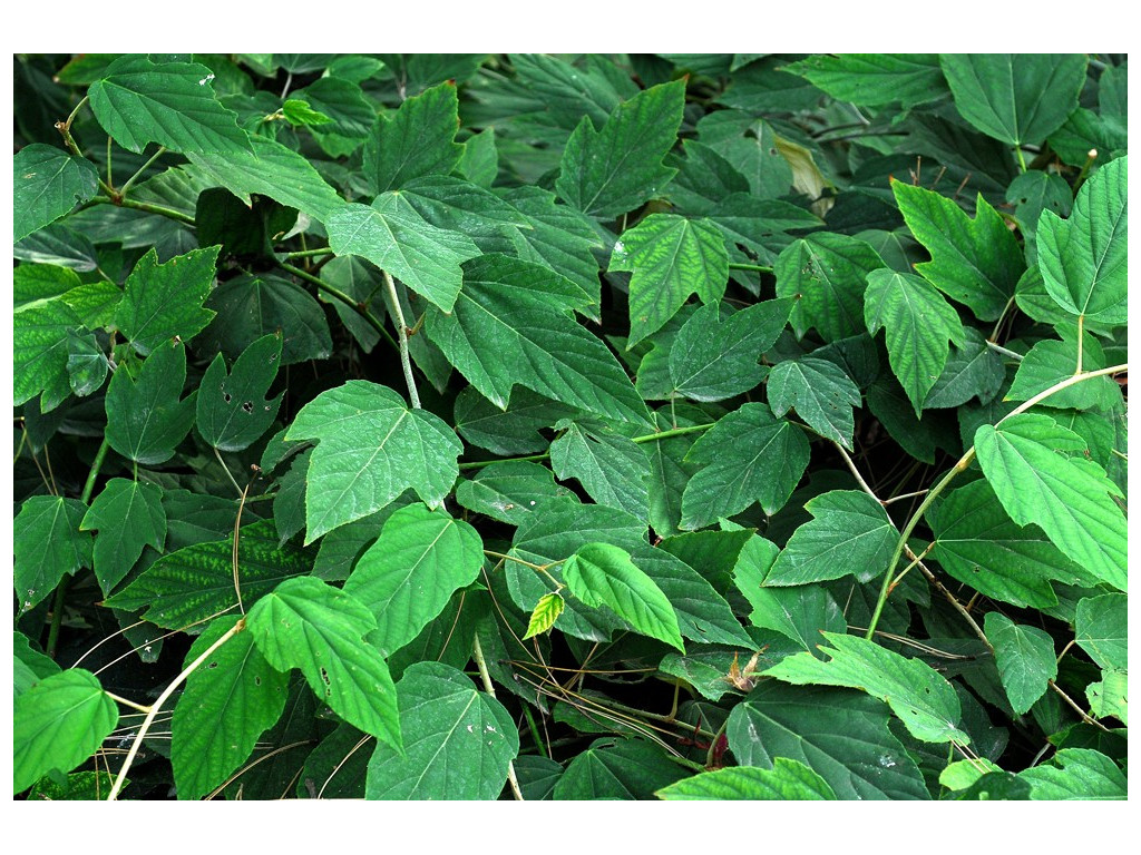 RUBUS FLAGELLIFLORUS