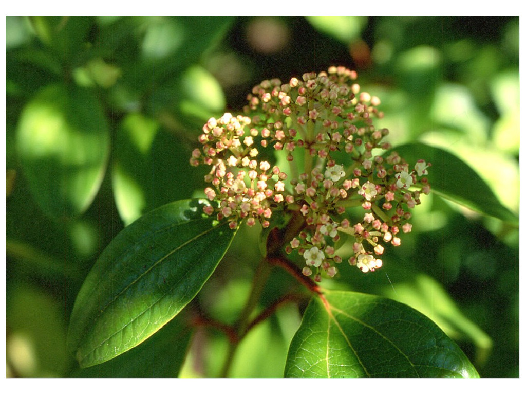 VIBURNUM CINNAMOMIFOLIUM