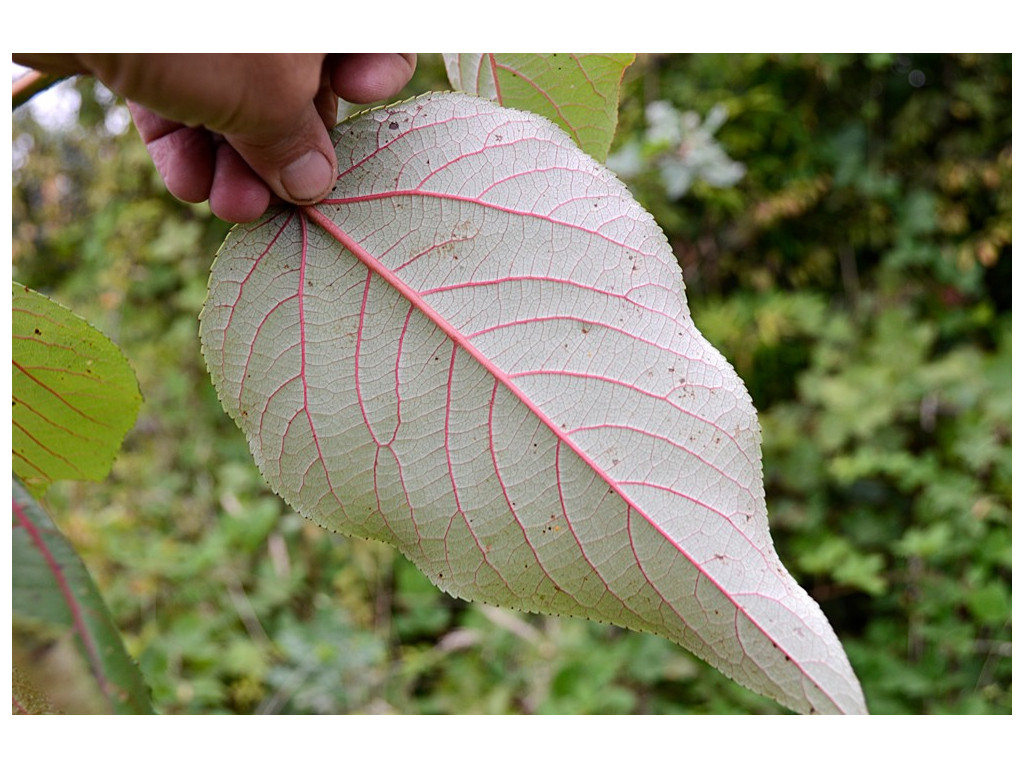 POPULUS LASIOCARPA POPULUS LASIOCARPA