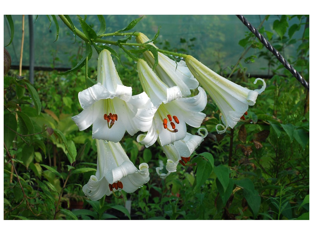 LILIUM SARGENTIAE CBCH014