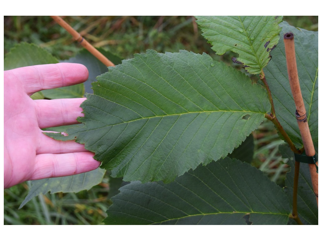 copy of ULMUS SZECHUANICA