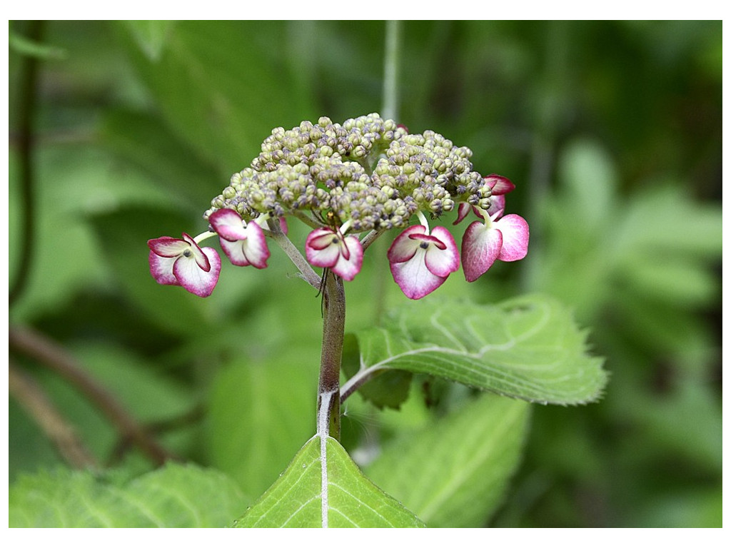 HYDRANGEA SERRATA 'KIYOSUMI'