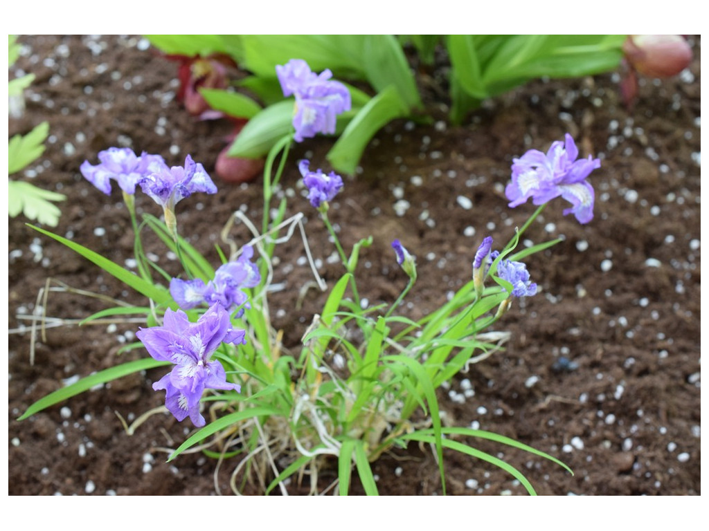 IRIS GRACILIPES 'FLORE PLENO'