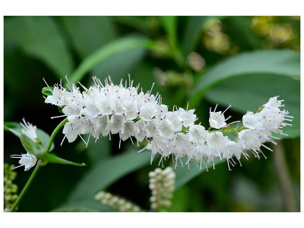 COLLINSONIA JAPONICA JP846