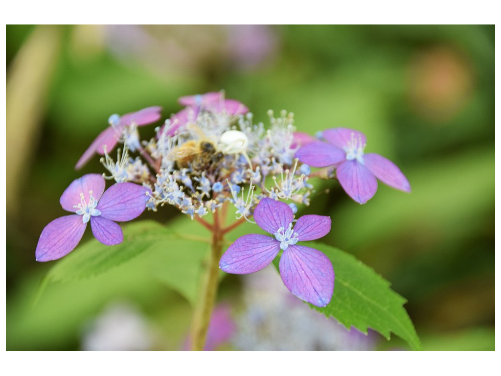 HYDRANGEA SERRATA 'MURASAKI KOBAI'