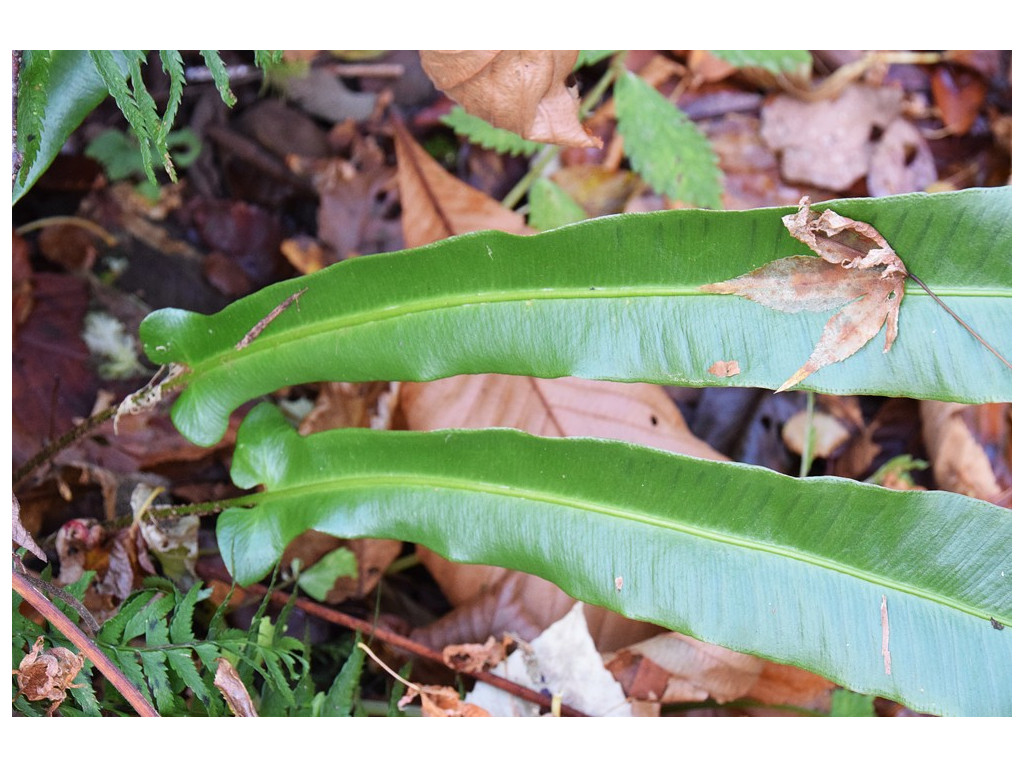 ASPLENIUM SCOLOPENDRIUM 'HOKKAIDO'