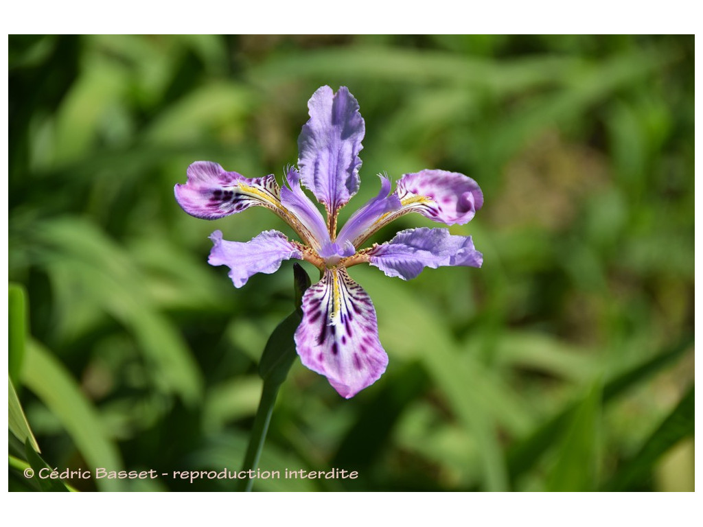 IRIS MILESII