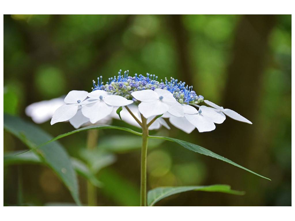 HYDRANGEA SERRATA 'ODORIKO AMACHA'