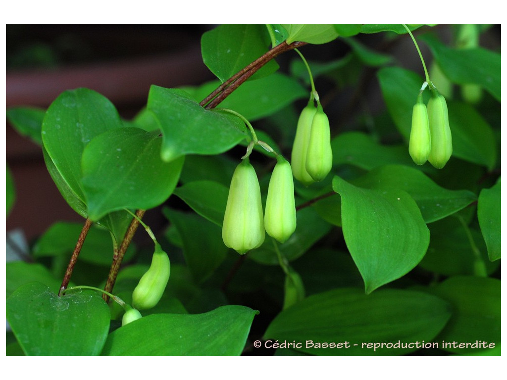 POLYGONATUM YUNNANENSE CBCH035