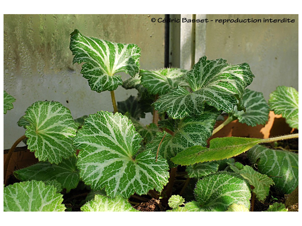 SAXIFRAGA STOLONIFERA 'NEZU JINJA' CBJP