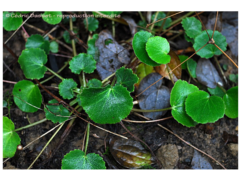 SAXIFRAGA STOLONIFERA 'SHANGHAI' CBCH1462