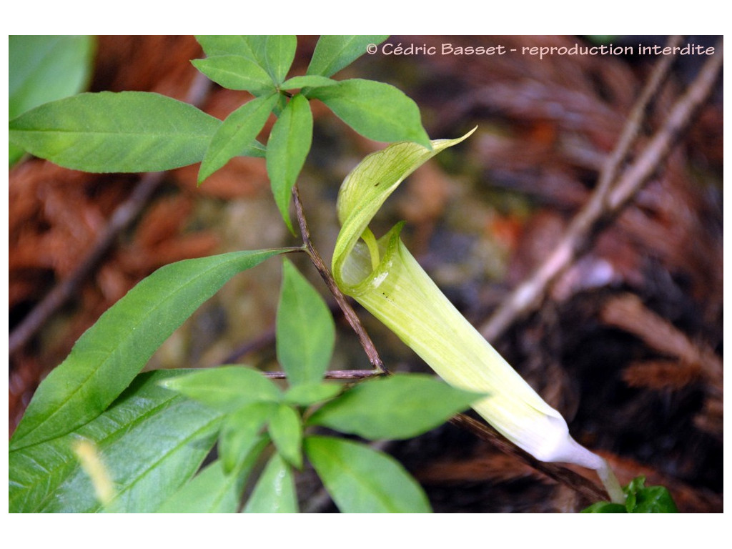 ARISAEMA YAMATENSE JP4136