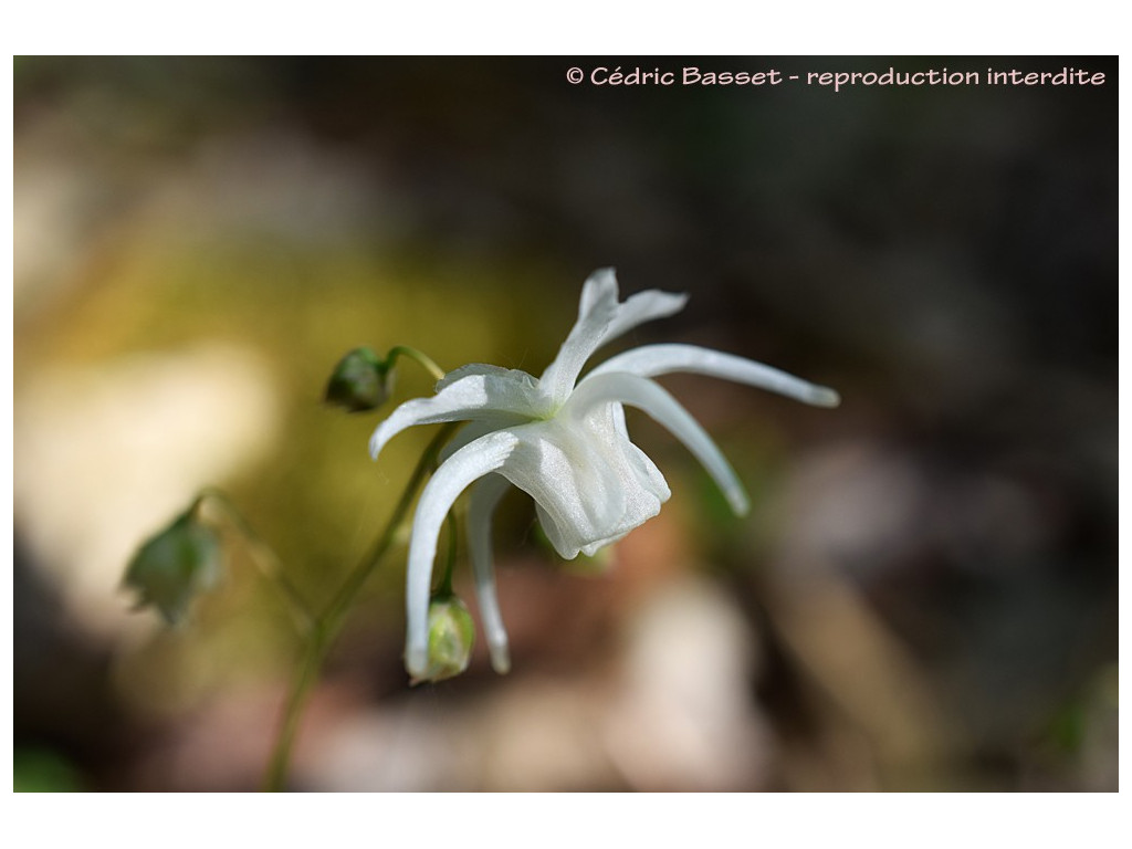 EPIMEDIUM 'SOHAYAKI'