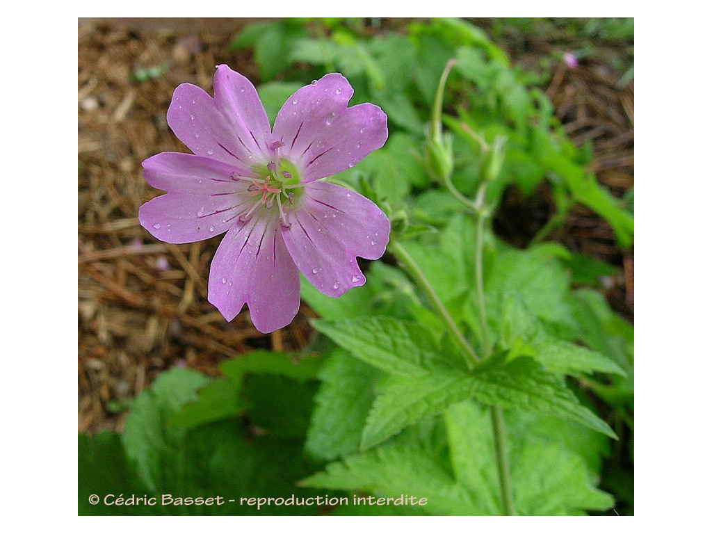 GERANIUM GRACILE