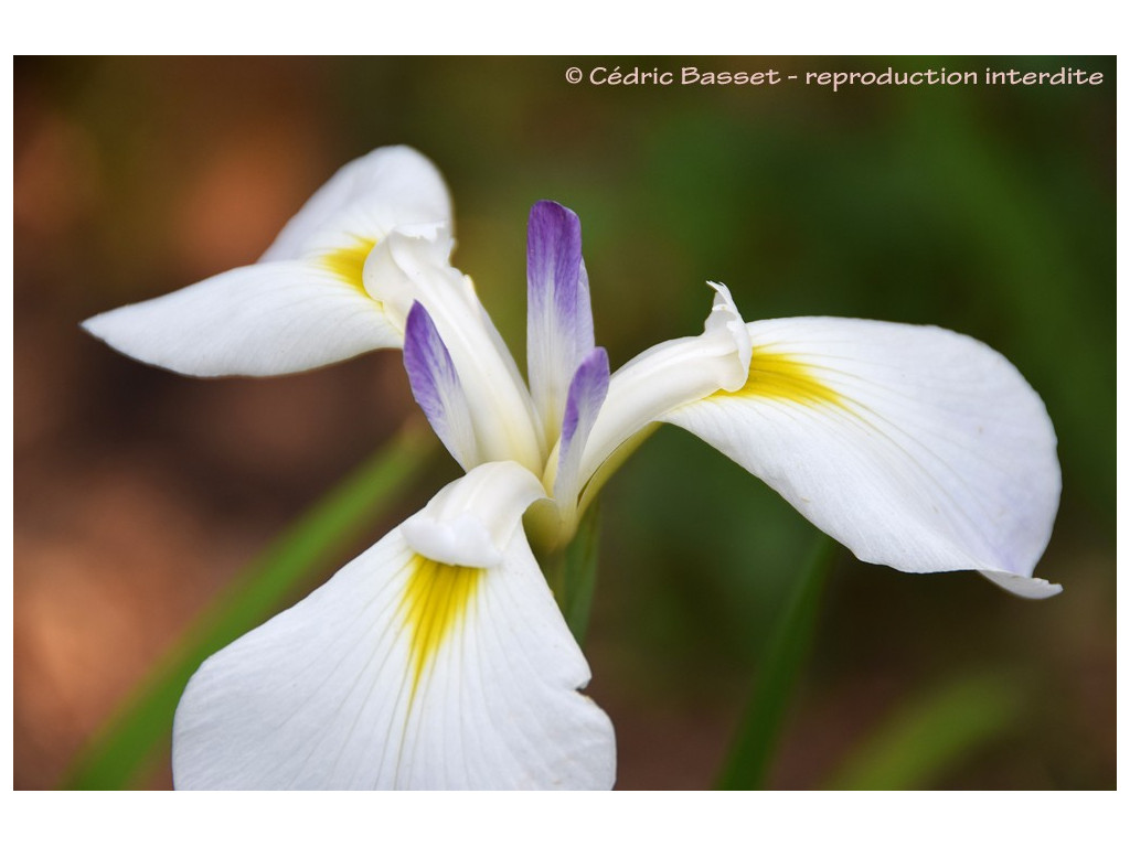 IRIS ENSATA 'TSUMABENI'