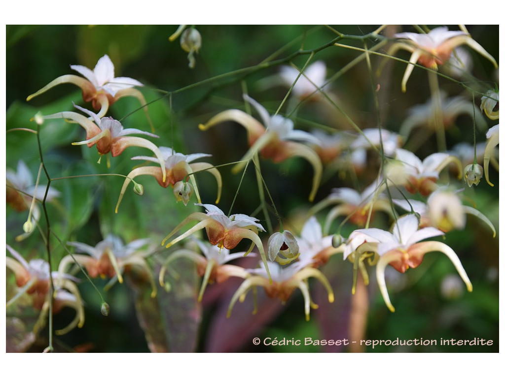 EPIMEDIUM 'KING PRAWN'