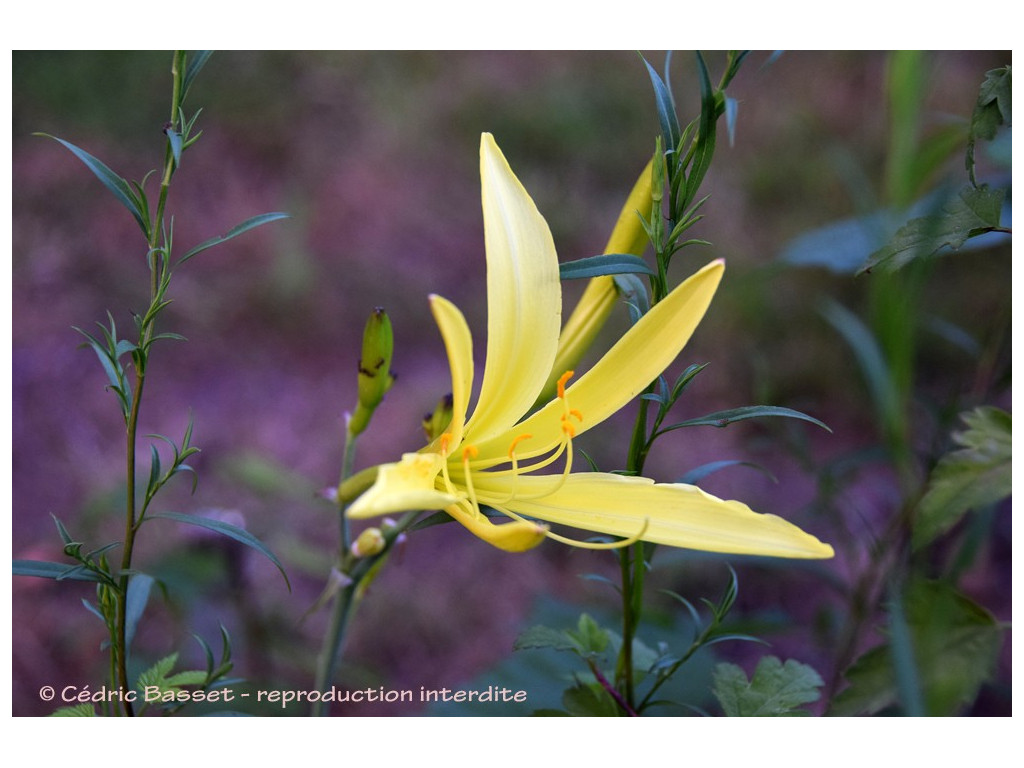 HEMEROCALLIS CITRINA 'YAO MING'