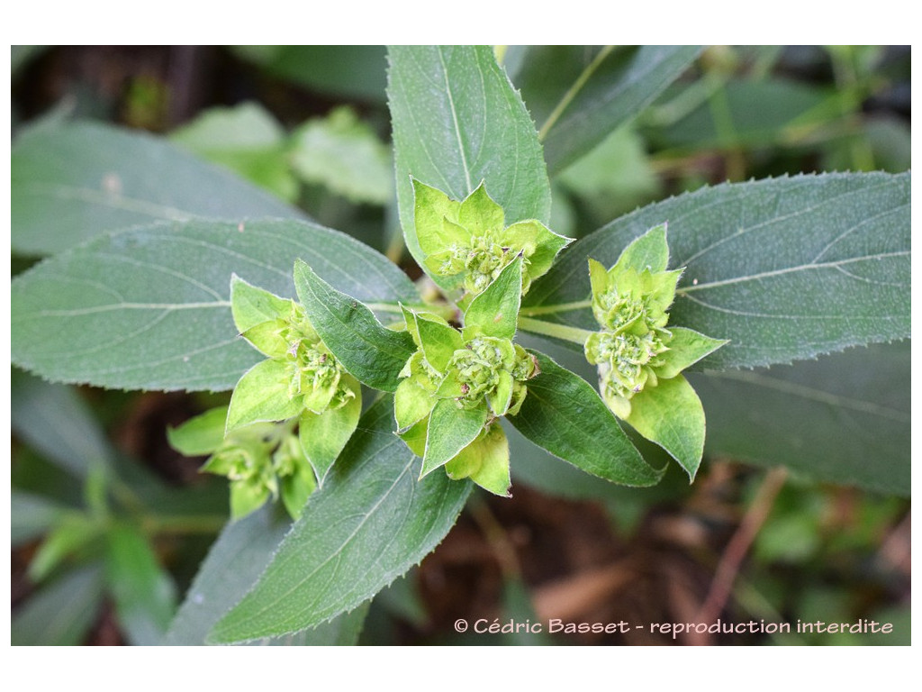 HYDRANGEA ASPERA 'ELEGANT SOUND PAVILION'