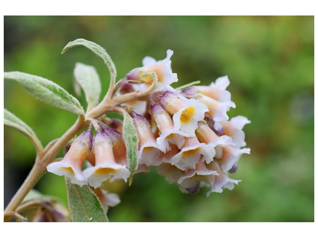 BUDDLEJA FORRESTII WO/8046