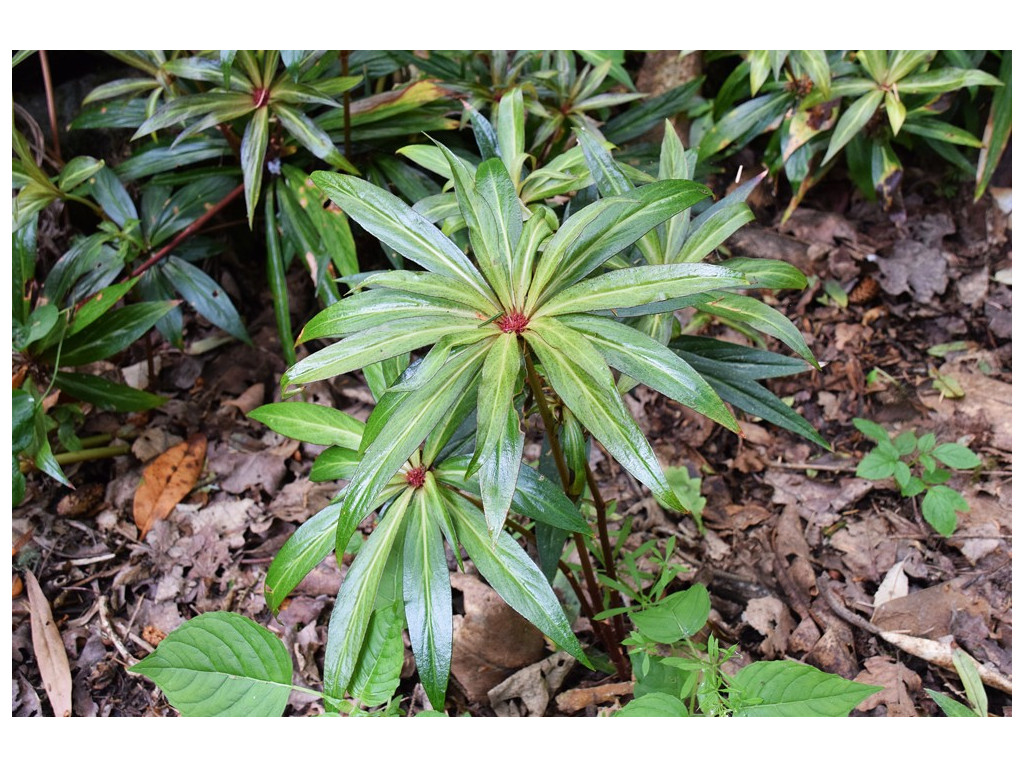 LYSIMACHIA PARIDIFORMIS var.STENOPHYLLA LYSIMACHIA PARIDIFORMIS var.STENOPHYLLA