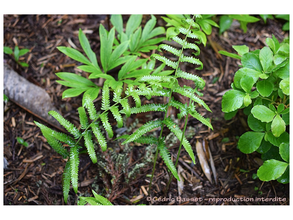 THELYPTERIS ACUMINATA