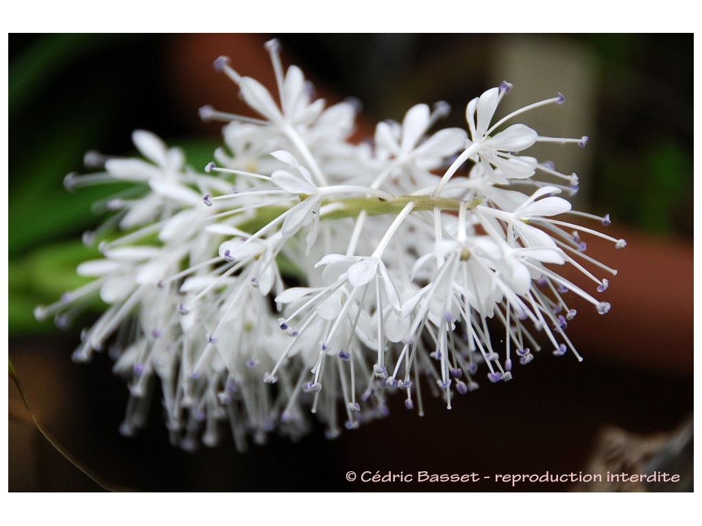 YPSILANDRA THIBETICA CBCH300